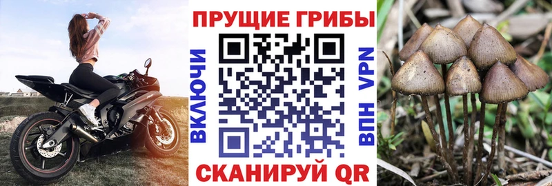 где найти Осинники Псилоцибиновые грибы мицелий